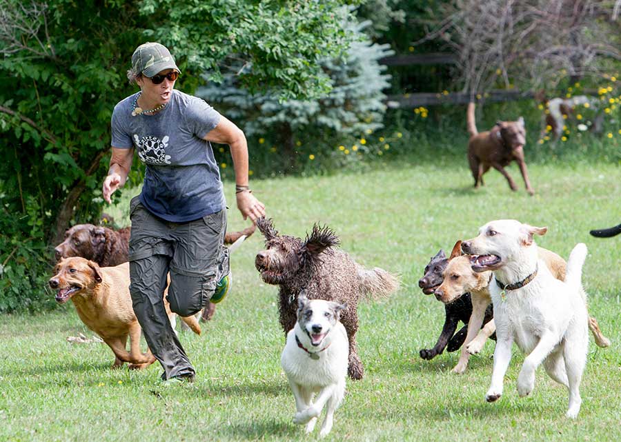 all about dogs daycare