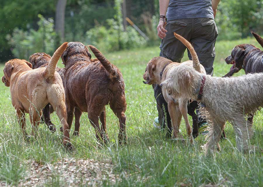 dog-walking