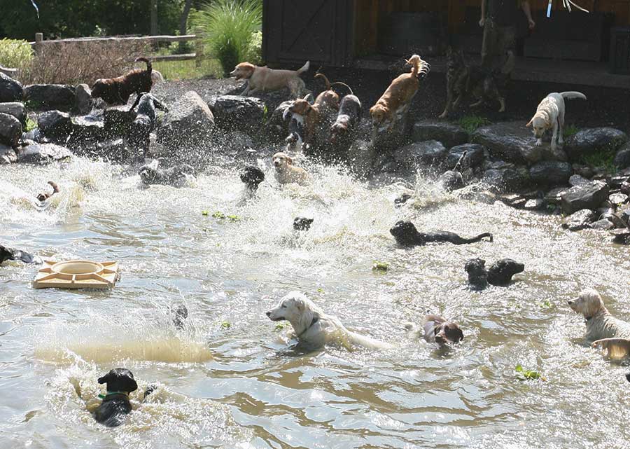 number-of-dogs